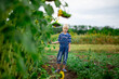 © Any Grant - happy baby boy stands in a field with sunflowers in summer, children's lifestyle