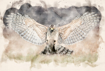 Sticker - Northern goshawk (Accipiter gentilis) attacking waterpaint image