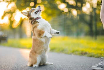 Wall Mural - dog corgi sitting on his hind legs, doing a trick and training with the owner, in the park 