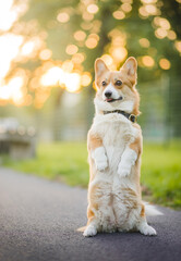 Wall Mural - dog corgi sitting on his hind legs, doing a trick and training with the owner, in the park 