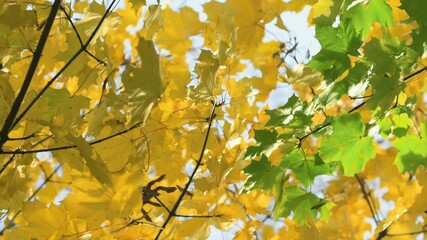 Wall Mural - Autumn leaves on trees branches in park. Green and yellow oak foliage on windy weather, transition from summer to autumn.