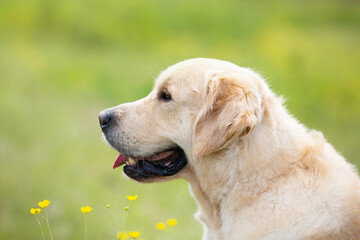 Wall Mural - Cute golden retriever dog in the green grass and flowers background.