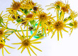 canvas print picture - Gelbe Blumen, von oben, weißer Hintergrund