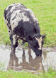 Large black and white cow standing in water drinking