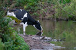 Single black and white cow drinking from river