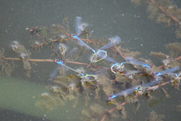 Sticker - Blaue Federlibelle, wissenschaftlich Platycnemis pennipes