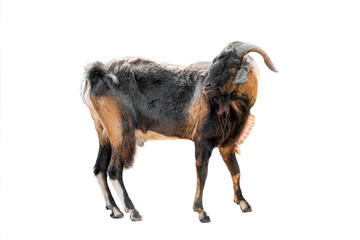 Sticker - Brown goat isolated on white background.