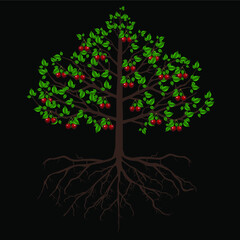 Wall Mural - Tree of cherry with fruits and roots isolated on a black background.