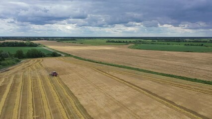 Wall Mural - Combine harvester agricultural machine harvesting golden ripe wheat on the field. Combine harvester aerial view drone shot of one of the biggest combine harvester at harvesting golden ripe wheat field