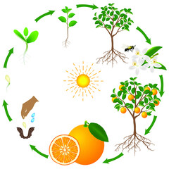 Wall Mural - A life cycle of an orange tree on a white background.