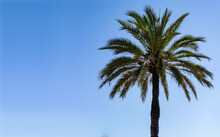 Wundervoll Saftige Palmen Wachsen Im Sandstrand Direkt Am Mittelmeer