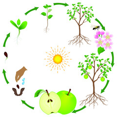 Wall Mural - A growth cycle of an apple tree on a white background.
