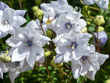 Closeup Of Beautiful Double White Platycodon Balloon Flowers In A Garden
