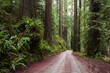 Redwood forest in Oregon