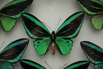 Poster - Beautiful Ornithoptera priamus poseidon butterflies on white background