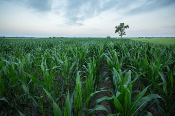 Wall Mural - Big field of corn with a huge three on the background