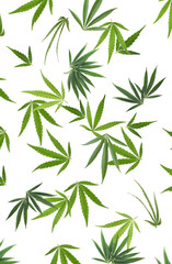 Wall Mural - Green hemp leaves falling on white background