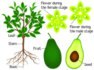 Wall Mural - Part of an avocado plant isolated on a white background.