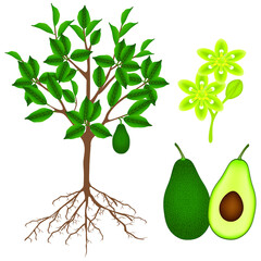 Wall Mural - Part of an avocado plant on a white background.