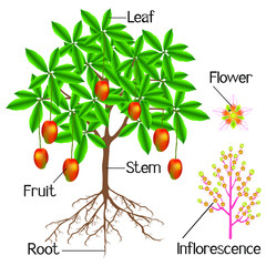 Wall Mural - the structure of the mango plant is shown on a white background.
