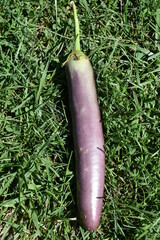 Wall Mural - Ripe Eggplant in Grass