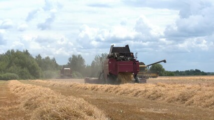 Wall Mural - From the combine harvester flies chopped straw, after harvesting wheat. Combine harvesting a wheat field. Yellow field with a straw against the blue sky.
