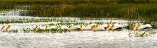 A Flock Of American White Pelicans Swimming In A Wetland.  This Pelican Is One Of The Largest Birds In North America, Dwarfing Even The Bald Eagle.