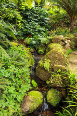 Wall Mural - brook in a tropical jungle surrounded by vegetation