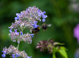 Fototapeta Lawenda - beautiful wildflowers on a green background with insects