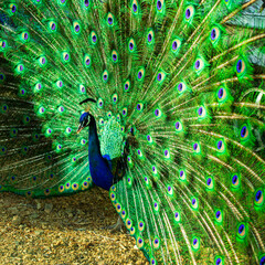 Wall Mural - Close up of a beautiful Indian male peacock bird showing his colorful feather tail.