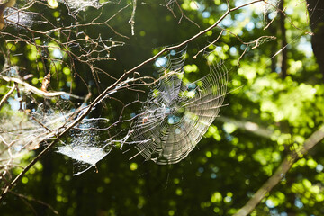 Von der Sonne beschienene Spinnennetze im Wald.