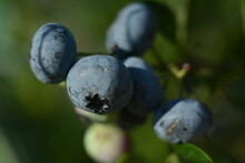 Healthy Blueberries On A Branch With Green Flakes