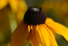 Yellow Rudbeckia Flower With A Large Brown Center In The Garden In Summer. Macro