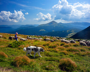 Wall Mural - Flocks of sheep in the alps