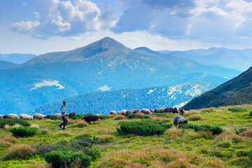 Wall Mural - Flocks of sheep in the alps