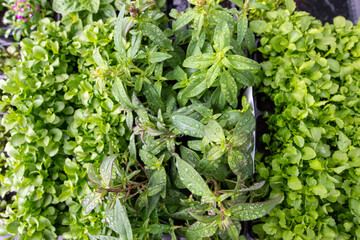 close up of a green plant