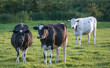 3 black and white cows standing in a field
