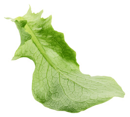 Romain Lettuce leaf isolated on white background, clipping path, full depth of field