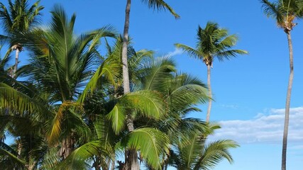 Wall Mural - Coconut palm trees on tropical seashore. Caribbean getaways. Travel destinations. Summer vacations