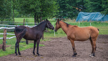 Two Trotter Horses Looks To Each Other.