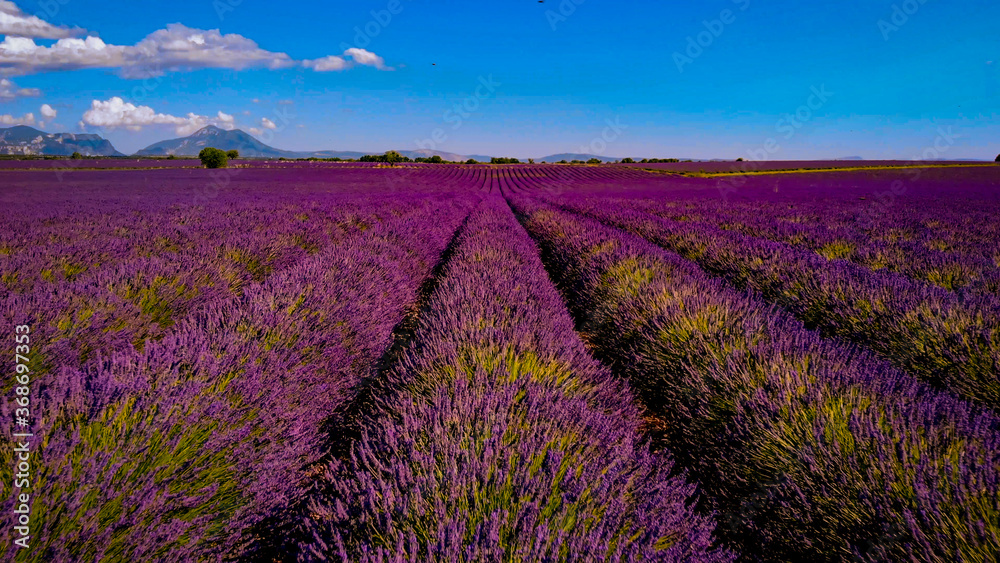 The lavender fields of Valensole Provence in France - travel photography - obrazy, fototapety, plakaty 