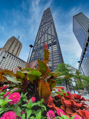 Fototapete - Flowers in Chicago