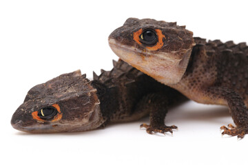 Wall Mural - Tribolonotus Gracilis, Red-Eyed Crocodile Skinks lizard isolated on white background
