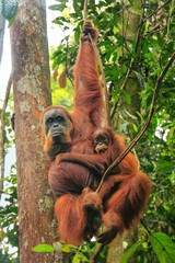Wall Mural - Female Sumatran orangutan with a baby sitting on a tree in Gunung Leuser National Park, Sumatra, Indonesia