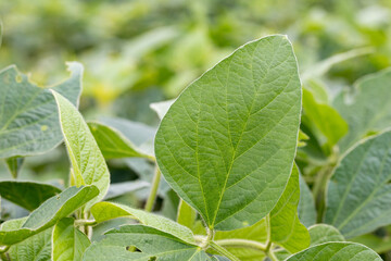 Wall Mural - Closeup of green, healthy soybean plant leaf in farm field. Concept of farming industry, agriculture and organic crops
