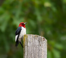 Red-headed Woodpecker Climbing Post On Green Background	

