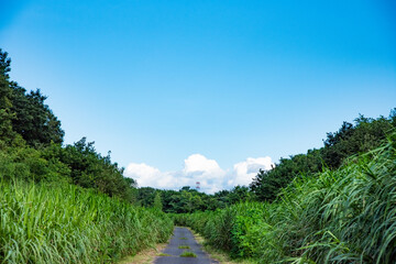 Canvas Print - 田舎道