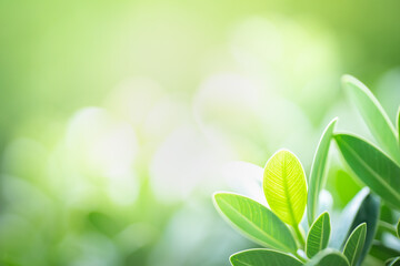 Fresh green leaf under sunlight for nature on blurred and bokeh background with copy space for text.