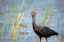 Glossy Ibis By A Florida Marsh