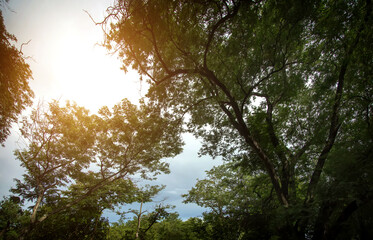 green forest landscape for background